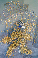 FEATURE - Die Landwirte haben alle Hände voll zu tun, um die über zehntausend Vögel am Flussufer zu versorgen