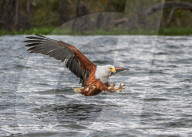FEATURE - Ein geschickter Adler spritzt, wenn er einen Fisch zum Abendessen fängt