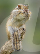 FEATURE - Ein Eichhörnchen wirft sich in Pose für die Kamera