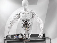 Torso, est un robot bimanuel avec des muscles artificiels, avec une ossature squelettique semblable à celle d'un être humain