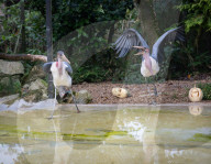 ‘Boo at the Zoo’ taking over Whipsnade Zoo this Hallowe’en, Dunstable, Bedfordshire, UK.
