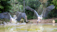 ‘Boo at the Zoo’ taking over Whipsnade Zoo this Hallowe’en, Dunstable, Bedfordshire, UK.