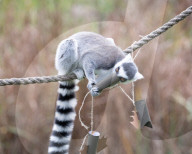 ‘Boo at the Zoo’ taking over Whipsnade Zoo this Hallowe’en, Dunstable, Bedfordshire, UK.