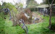 ‘Boo at the Zoo’ taking over Whipsnade Zoo this Hallowe’en, Dunstable, Bedfordshire, UK.