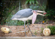 ‘Boo at the Zoo’ taking over Whipsnade Zoo this Hallowe’en, Dunstable, Bedfordshire, UK.