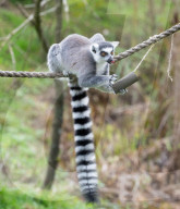 ‘Boo at the Zoo’ taking over Whipsnade Zoo this Hallowe’en, Dunstable, Bedfordshire, UK.