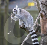 ‘Boo at the Zoo’ taking over Whipsnade Zoo this Hallowe’en, Dunstable, Bedfordshire, UK.