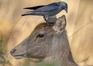 FEATURE - SN_JACKDAWS_WHISPER_01