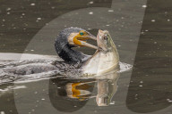 FEATURE - SN_MIRRORED_CATCH_01
