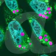 Hybrid plant-animal cells could one day help grow organs