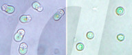 Hybrid plant-animal cells could one day help grow organs