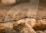FEATURE -Dieser Leopard spielt Verstecken