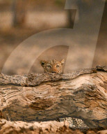 FEATURE - SN_LEOPARD_HIDING_02