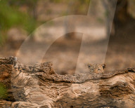 FEATURE - SN_LEOPARD_HIDING_03