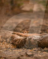 FEATURE - SN_LEOPARD_HIDING_04