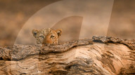 FEATURE - SN_LEOPARD_HIDING_05