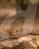 FEATURE - SN_LEOPARD_HIDING_06