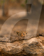 FEATURE - SN_LEOPARD_HIDING_07
