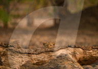 FEATURE - SN_LEOPARD_HIDING_08