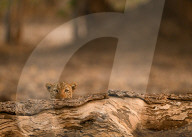 FEATURE - SN_LEOPARD_HIDING_09