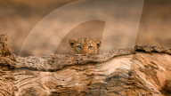 FEATURE - SN_LEOPARD_HIDING_10
