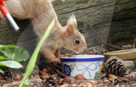 FEATURE - Das seltene blonde Eichhörnchen im Ventnor Botanic Garden auf der Isle of Wight