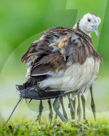 FEATURE - Fasanenschwanz-Jacana mit vier Küken unter den Flügeln
