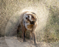 FEATURE - Dieser Fuchs macht seine beste Hundeimitation