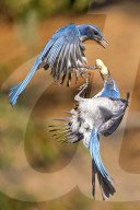 FEATURE - Buschhäher zeigen ihr leuchtend blaues Gefieder