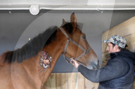 Hospital for sick and wounded horses in Dnipro animal shelter