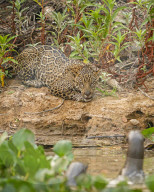 FEATURE - SN_JAGUAR_OTTERS_01
