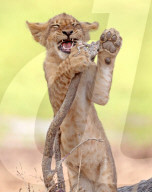 FEATURE - SN_KATY_PERRY_ROAR_01