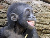FEATURE -  Dieser Gorilla sieht super glücklich aus