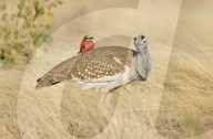 FEATURE - Vogel hat eine verblüffende Ähnlichkeit mit dem Road Runner