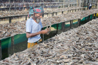FEATURE - Fische, die zum Trocknen in der Sonne ausgebreitet sind