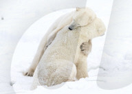 FEATURE - Zwei Eisbärenjunge spielen Kampf im Schnee