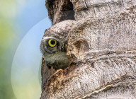 FEATURE - Eine Eule scheint ein Versteckspiel mit einem Fotografen zu spielen