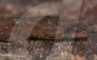 New species of tiny lizard discovered