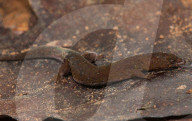New species of tiny lizard discovered