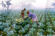 FEATURE - Blumenkohl wird von Arbeitern mit einer Schulterstange getragen