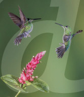 FEATURE - Kolibris schweben in der Luft