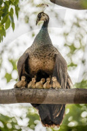 FEATURE - SN_PECHICKS_ROOST_01