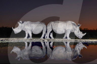 FEATURE - SN_RHINOS_REFLECT_01