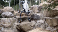Wheeled robot for off-road work can  also stand on two legs