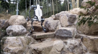 Wheeled robot for off-road work can  also stand on two legs