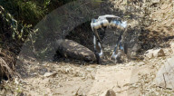 Wheeled robot for off-road work can  also stand on two legs