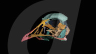 Une découverte de fossile pourrait transformer notre compréhension de l’évolution du cerveau des oiseaux