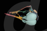 Une découverte de fossile pourrait transformer notre compréhension de l’évolution du cerveau des oiseaux