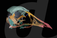 Une découverte de fossile pourrait transformer notre compréhension de l’évolution du cerveau des oiseaux
