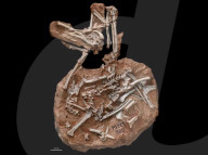 Une découverte de fossile pourrait transformer notre compréhension de l’évolution du cerveau des oiseaux